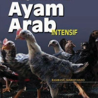 Image of Peluang usaha beternak ayam arab intensif